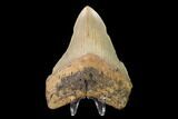 Serrated, Fossil Megalodon Tooth - North Carolina #147495-2